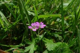 Attēlu rezultāti vaicājumam “Geranium pusillum flower”