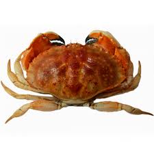 Image result for Cancer borealis