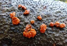 Attēlu rezultāti vaicājumam “Peniophora rufa”