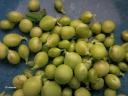 Attēlu rezultāti vaicājumam “Pisum sativum fruit”