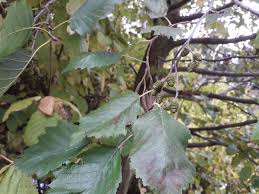 Attēlu rezultāti vaicājumam “Alnus incana”