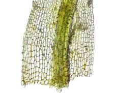 Attēlu rezultāti vaicājumam “Didymodon tophaceus”