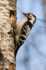 Attēlu rezultāti vaicājumam “Dendrocopos minor”