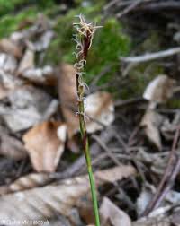 Attēlu rezultāti vaicājumam “Carex digitata leaf”