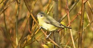 Image result for Vireo philadelphicus