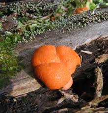 Attēlu rezultāti vaicājumam “Lycogala sphaeroconicum sessile”