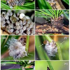 Attēlu rezultāti vaicājumam “Adelges laricis nymph”