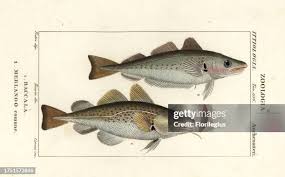 Image result for Merlangius merlangus