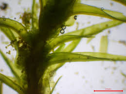 Attēlu rezultāti vaicājumam “Didymodon rigidulus”