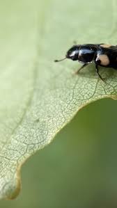 Attēlu rezultāti vaicājumam “Glischrochilus grandis”