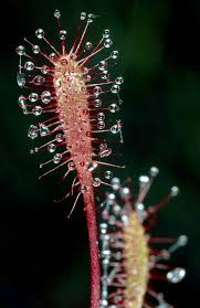 Attēlu rezultāti vaicājumam “Drosera anglica fruit”