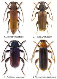 Attēlu rezultāti vaicājumam “Callidium violaceum”