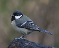 Attēlu rezultāti vaicājumam “Periparus ater”