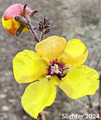 Attēlu rezultāti vaicājumam “Verbascum blattaria leaf”