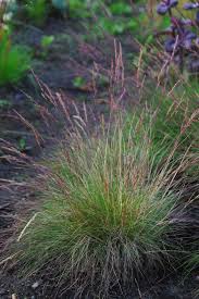 Attēlu rezultāti vaicājumam “Festuca psammophila”