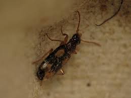 Attēlu rezultāti vaicājumam “Dromius quadrimaculatus”