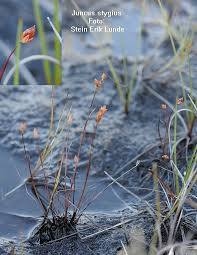 Attēlu rezultāti vaicājumam “Juncus stygius”