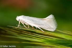 Attēlu rezultāti vaicājumam “Elachistidae”