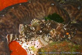 Image result for Scorpaena porcus