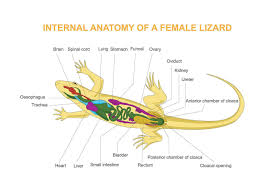 Attēlu rezultāti vaicājumam “Reptilia”