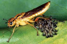 Attēlu rezultāti vaicājumam “Euura brevicornis”