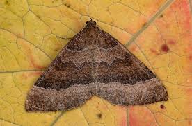 Attēlu rezultāti vaicājumam “Larentia clavaria”