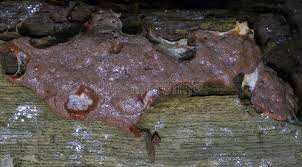 Attēlu rezultāti vaicājumam “Dictydiaethalium plumbeum”