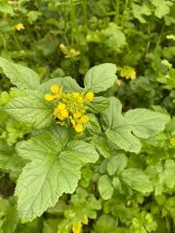 Attēlu rezultāti vaicājumam “Sinapis alba leaf”