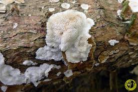 Attēlu rezultāti vaicājumam “Skeletocutis carneogrisea”