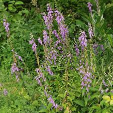 Image result for Campanula rapunculoides