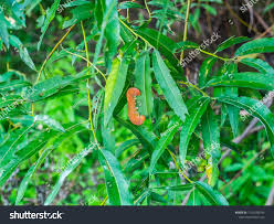 Attēlu rezultāti vaicājumam “Cimbex luteus”