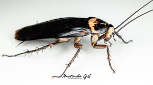 Image result for periplaneta americana