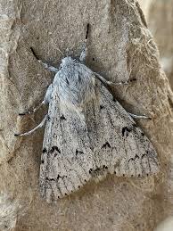 Attēlu rezultāti vaicājumam “Acronicta leporina”