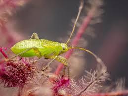 Attēlu rezultāti vaicājumam “Adelphocoris quadripunctatus”