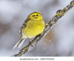 Attēlu rezultāti vaicājumam “Emberiza citrinella male”