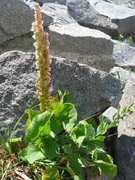 Attēlu rezultāti vaicājumam “Rumex aquaticus leaf”