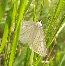 Attēlu rezultāti vaicājumam “Siona lineata”