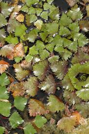 Attēlu rezultāti vaicājumam “Trapa natans leaf”