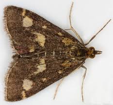 Attēlu rezultāti vaicājumam “Pyrausta purpuralis”