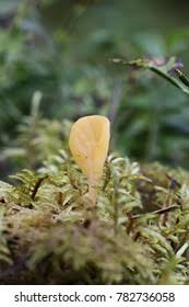 Attēlu rezultāti vaicājumam “Spathularia flavida”