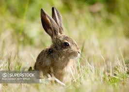 Attēlu rezultāti vaicājumam “Lepus europaeus”