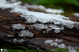 Attēlu rezultāti vaicājumam “Leocarpus fragilis spores”