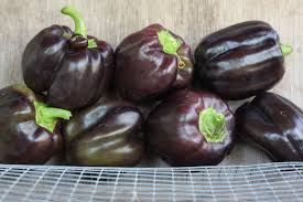 Afbeeldingsresultaat voor purple beauty sweet pepper