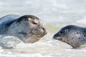 Image result for Phoca vitulina