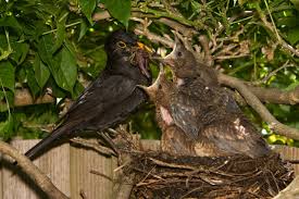 Attēlu rezultāti vaicājumam “Turdus merula eggs”