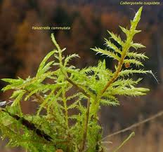 Attēlu rezultāti vaicājumam “Palustriella”