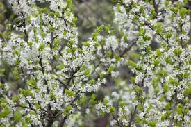 Attēlu rezultāti vaicājumam “Prunus avium flower”