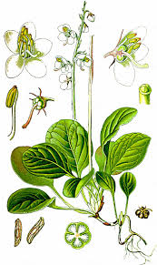 Attēlu rezultāti vaicājumam “Pyrola rotundifolia”