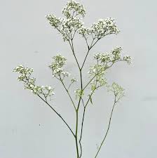 Attēlu rezultāti vaicājumam “Gypsophila fastigiata bud”