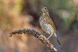 Attēlu rezultāti vaicājumam “Turdus philomelos”